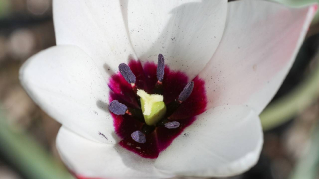 "Bornova lalesi" yeniden toprakla buluşturuluyor